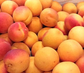 Abricots du Roussillon
